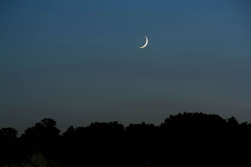漆黑的天空中的新月，盘旋在树木的轮廓上。作者：Bob Kelly