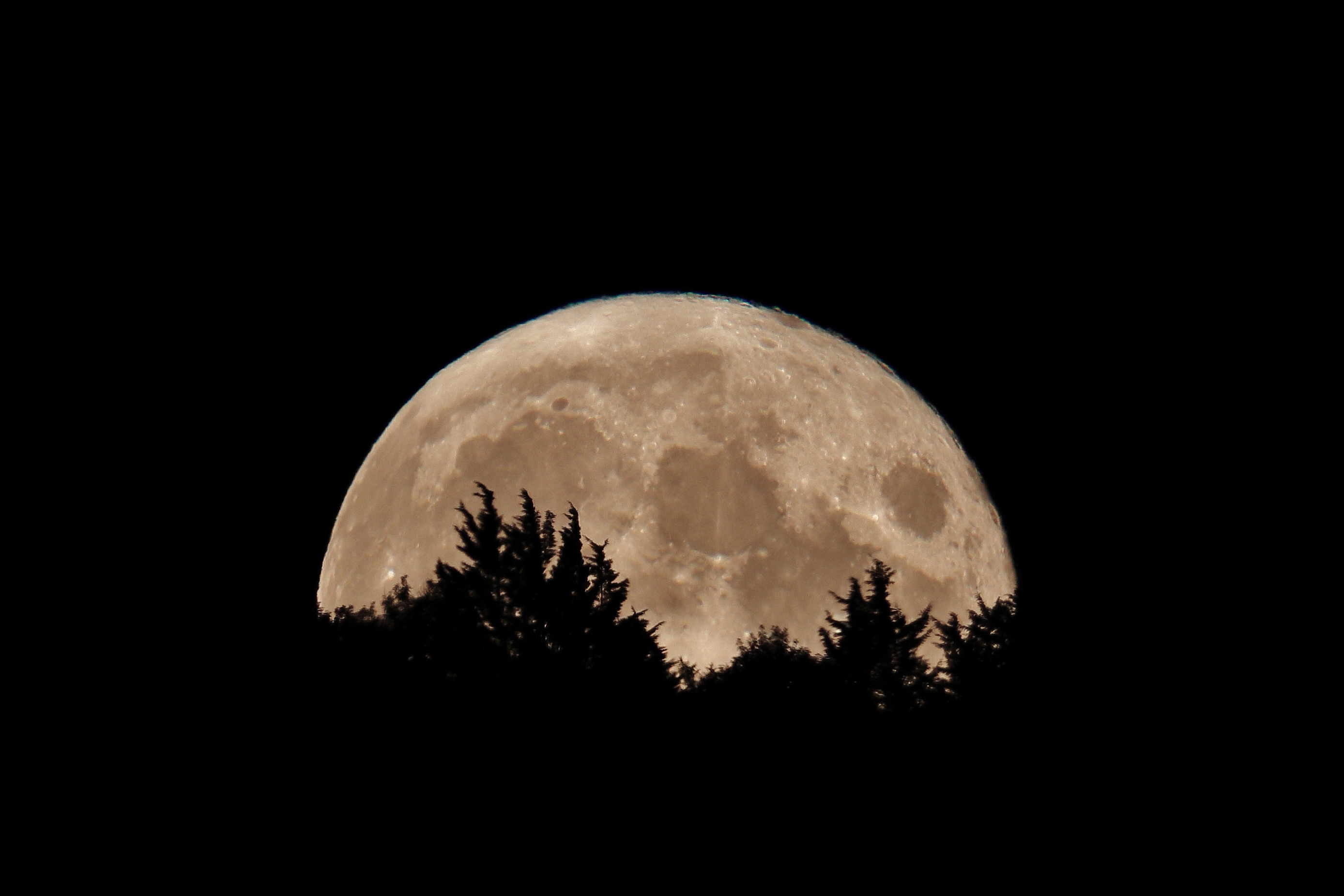 在树后升起的满月，树影清晰可见。(图片来源：Susan Snow)