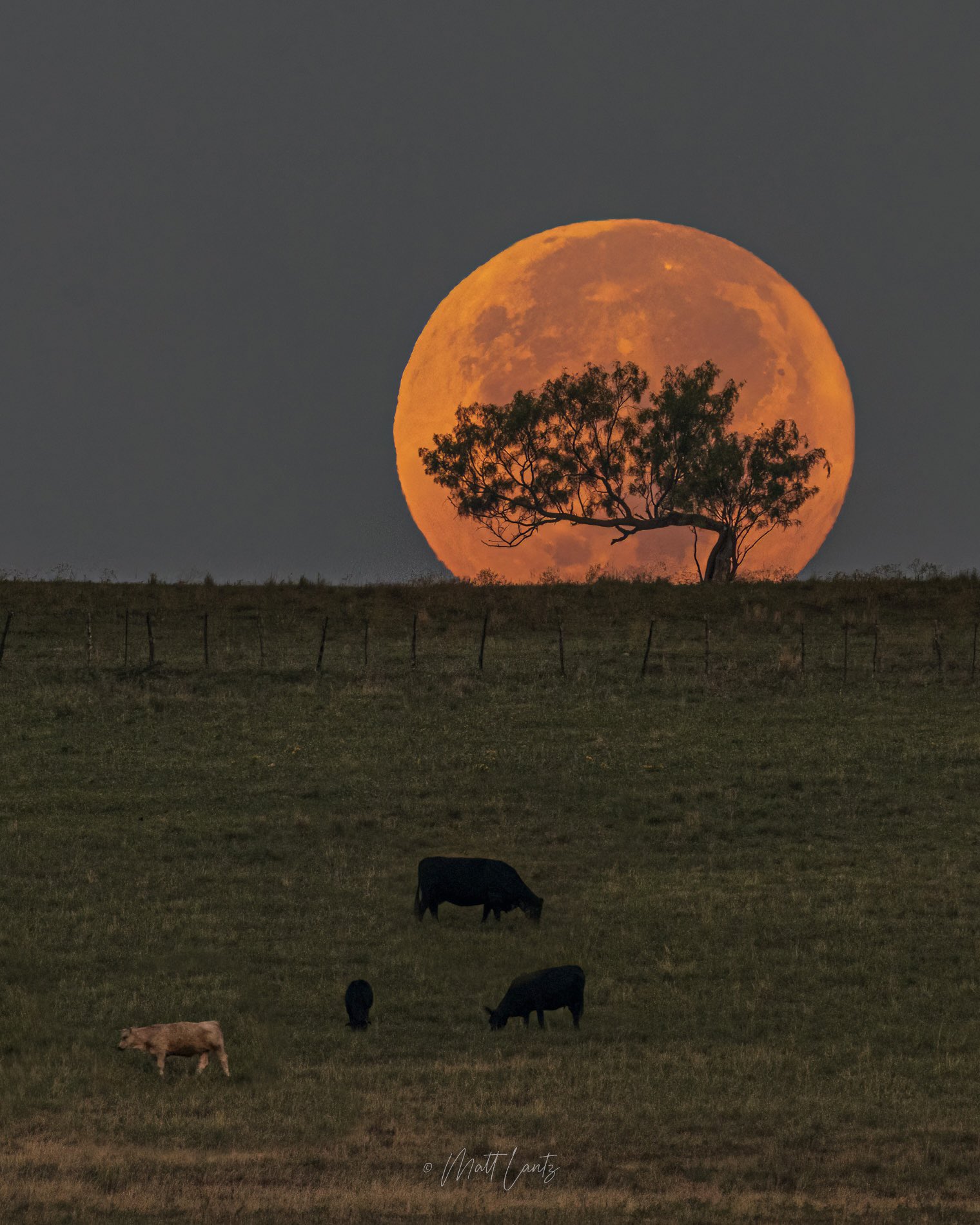 德克萨斯州帕克县落下的九月收获之月。(图片来源：Matt Lantz)